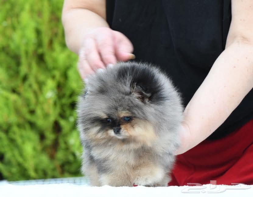 بومرينين مستوى عالي بلو ميرل تان انثى64456913682563111