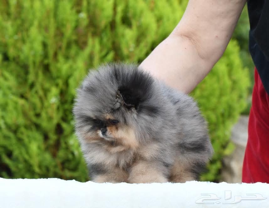 بومرينين مستوى عالي بلو ميرل تان انثى64456913682563112