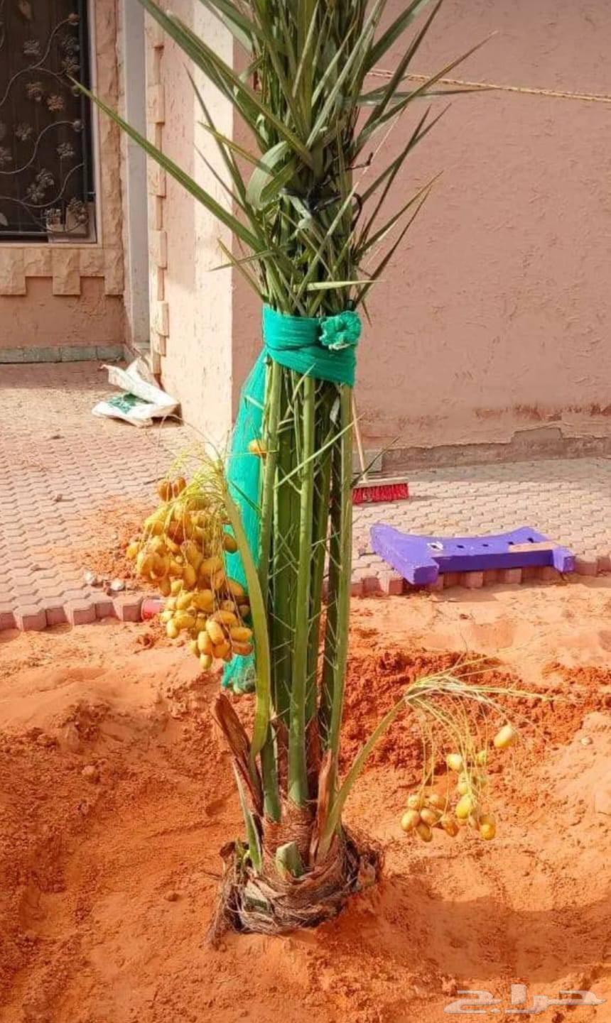 نخل مثمر للبيع نقايل جثايث نخيل خلاص صقعي مجدول هلالي برحي64454468279042110