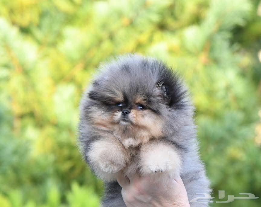 بومرينين مستوى عالي بلو ميرل تان انثى64456913682563110