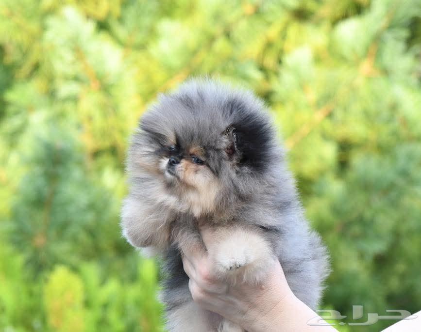 بومرينين مستوى عالي بلو ميرل تان انثى64456913682563113