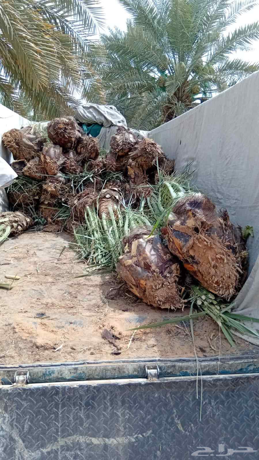 نخل مثمر للبيع نقايل جثايث نخيل خلاص صقعي مجدول هلالي برحي64454468279042113