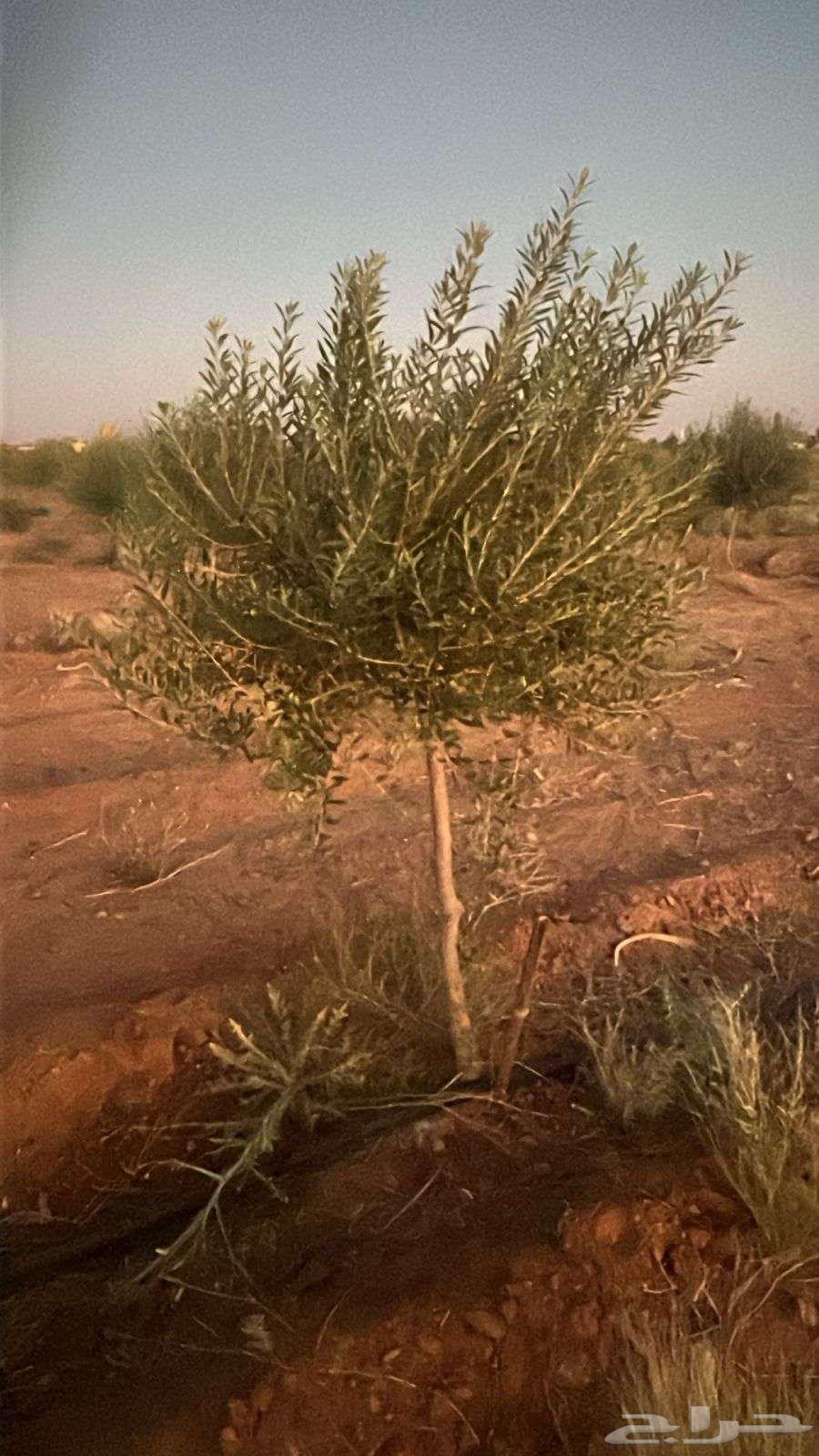 زيتون اربوكينا عمر 6 سنوات الجوف64451472843651110