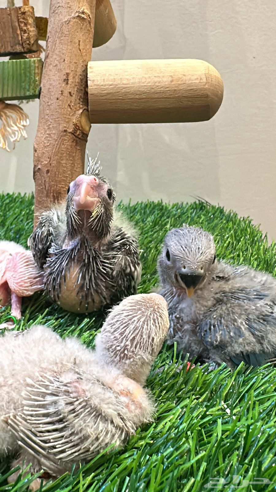 Rooster Rose and Crane (Installments Available)64452279460993113