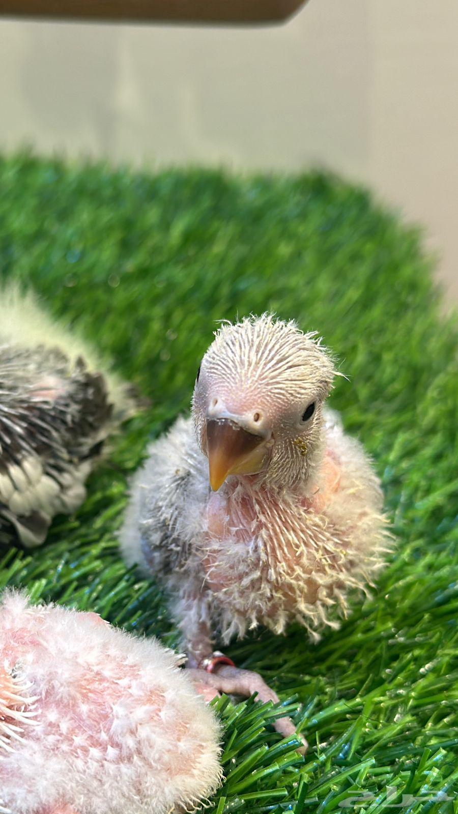 Rooster Rose and Crane (Installments Available)64452279460993114