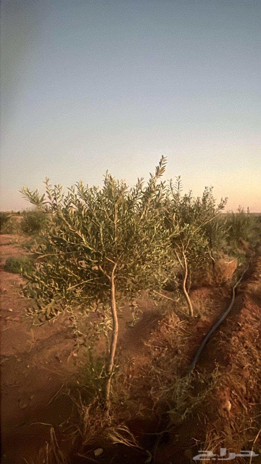 زيتون اربوكينا عمر 6 سنوات الجوف64451472843651112