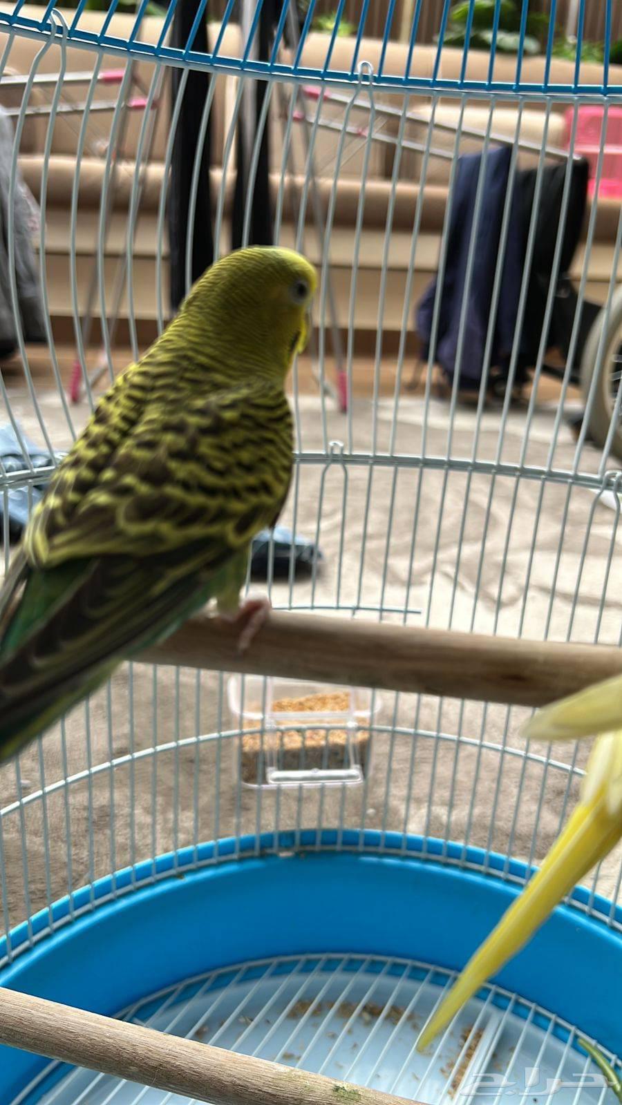 طيور بادجي للبيع الطيور منتجه وشرط صحه64452036273410114