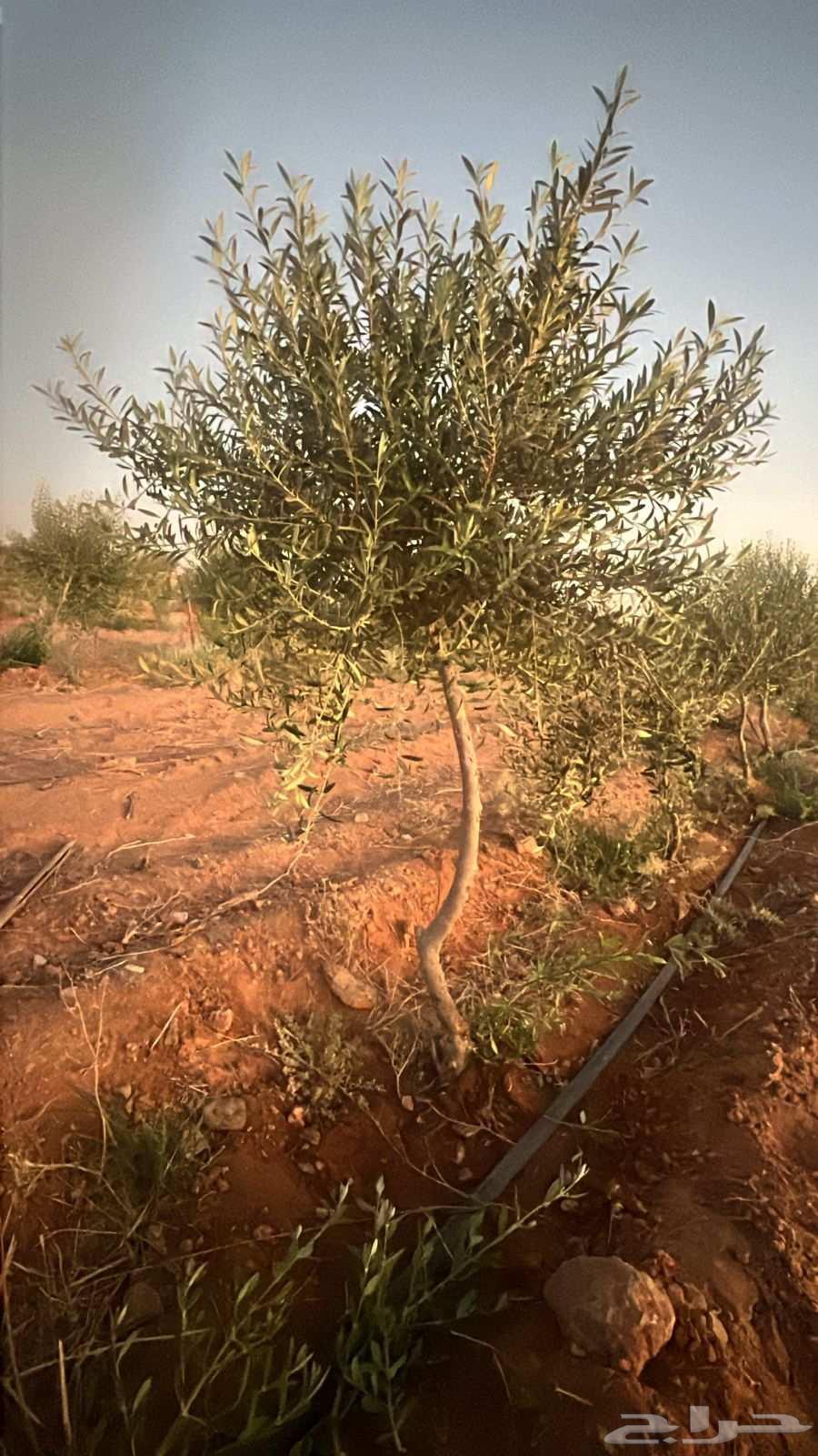 زيتون اربوكينا عمر 6 سنوات الجوف64451472843651114