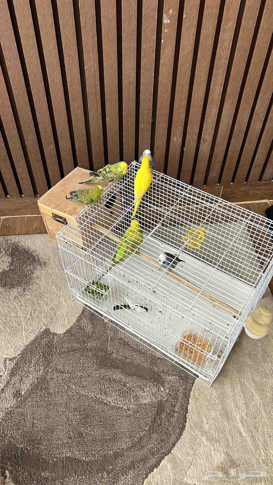 طيور بادجي للبيع الطيور منتجه وشرط صحه64452036273410110