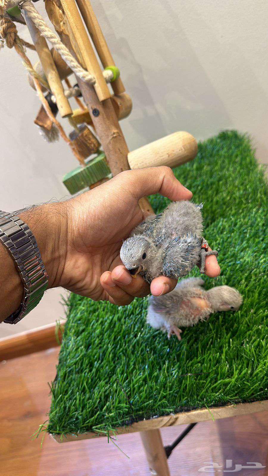 Rooster Rose and Crane (Installments Available)64452279460993111