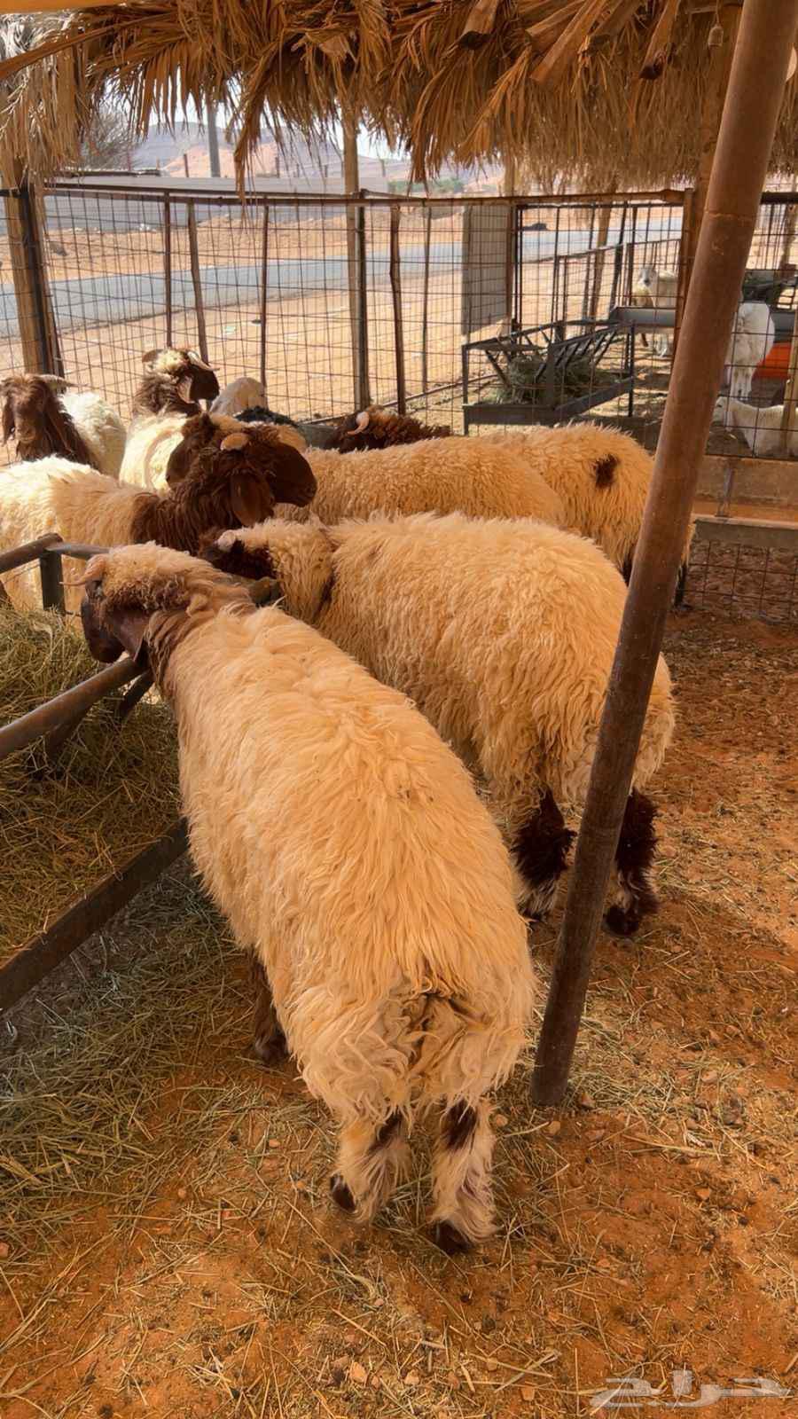 Naeem's Meat64453833807363111