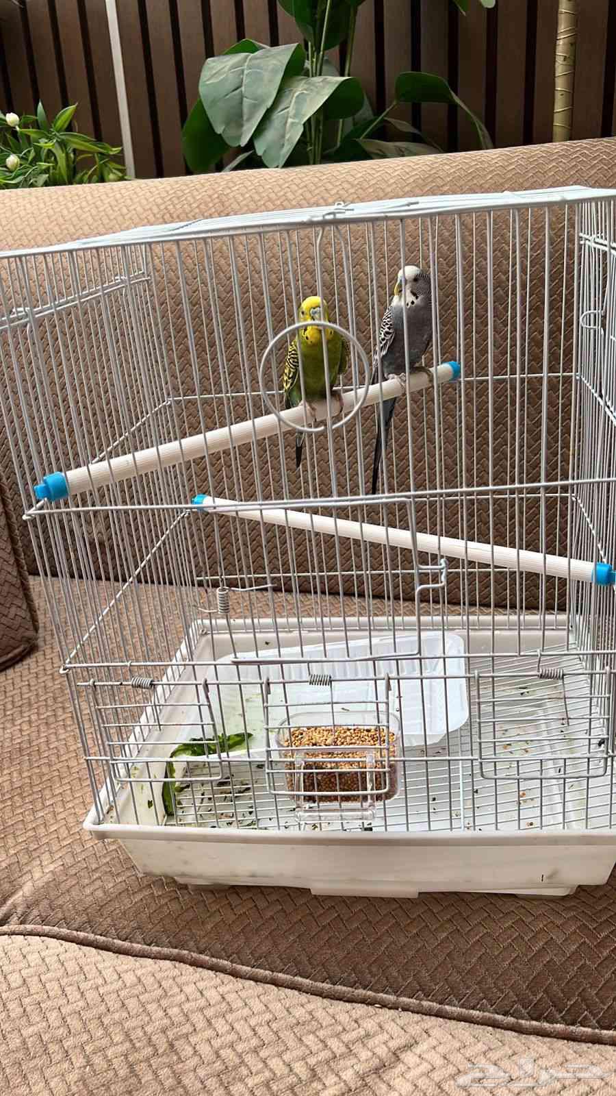 طيور بادجي للبيع الطيور منتجه وشرط صحه64452036273410111