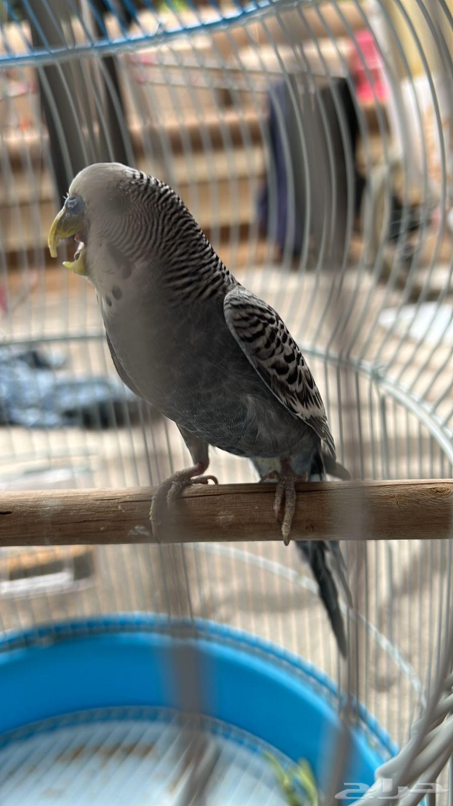 طيور بادجي للبيع الطيور منتجه وشرط صحه64452036273410113