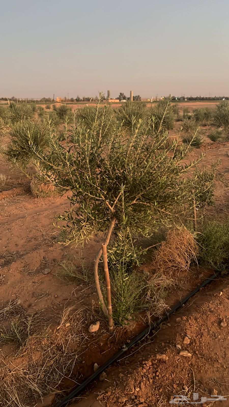 زيتون اربوكينا عمر 6 سنوات الجوف64451472843651111