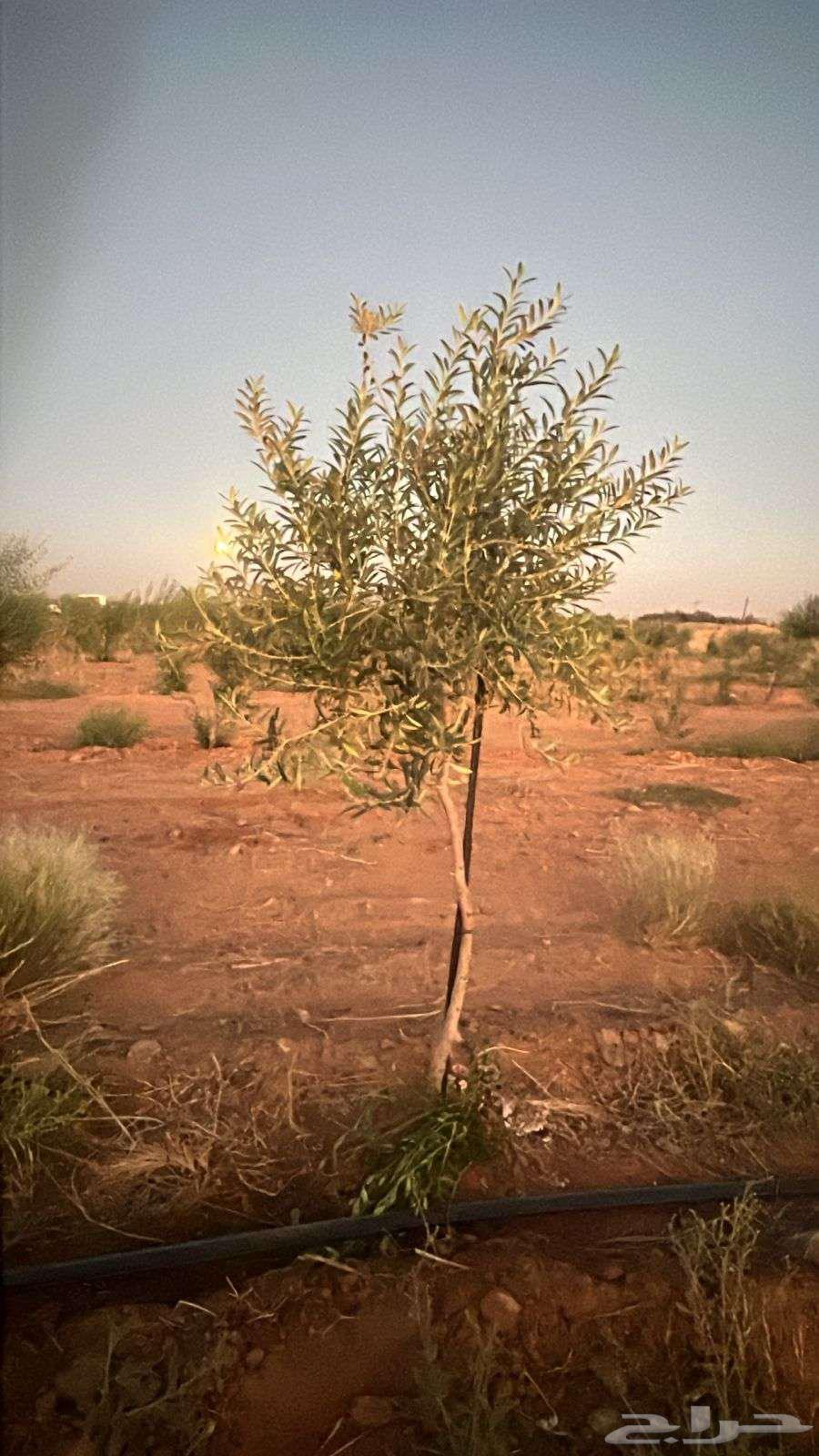 زيتون اربوكينا عمر 6 سنوات الجوف64451472843651113