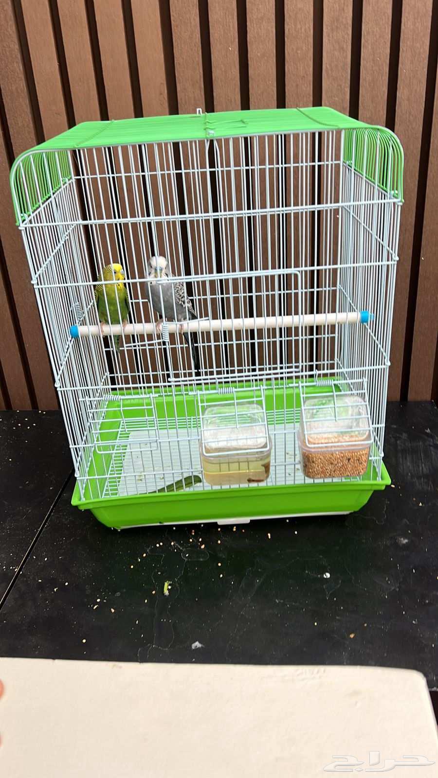 طيور بادجي للبيع الطيور منتجه وشرط صحه64452036273410112