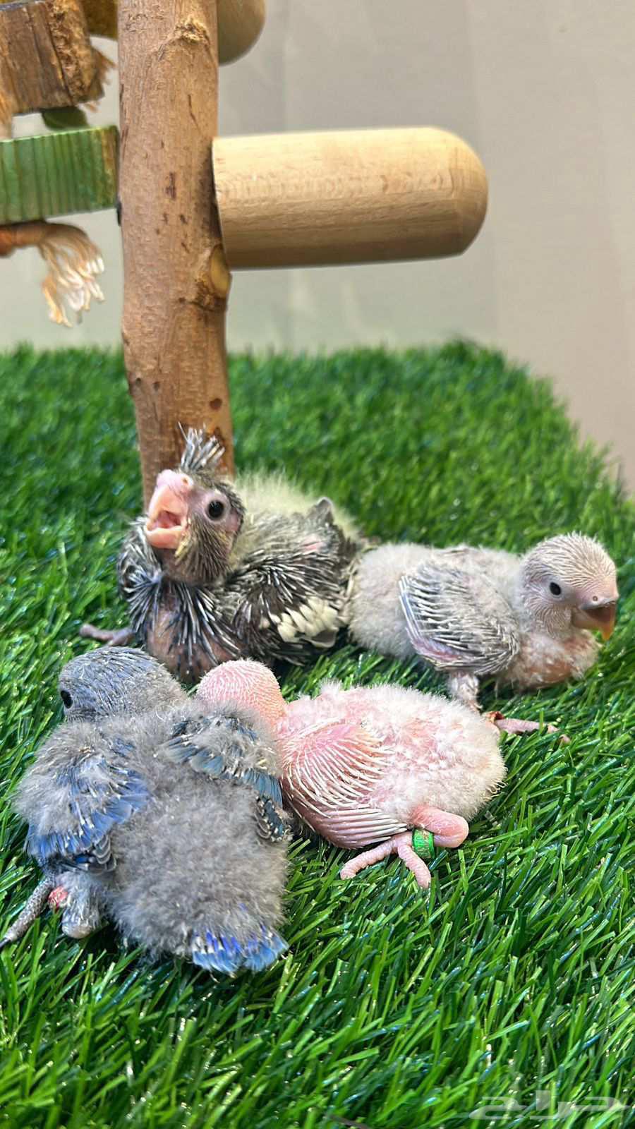 Rooster Rose and Crane (Installments Available)64452279460993112