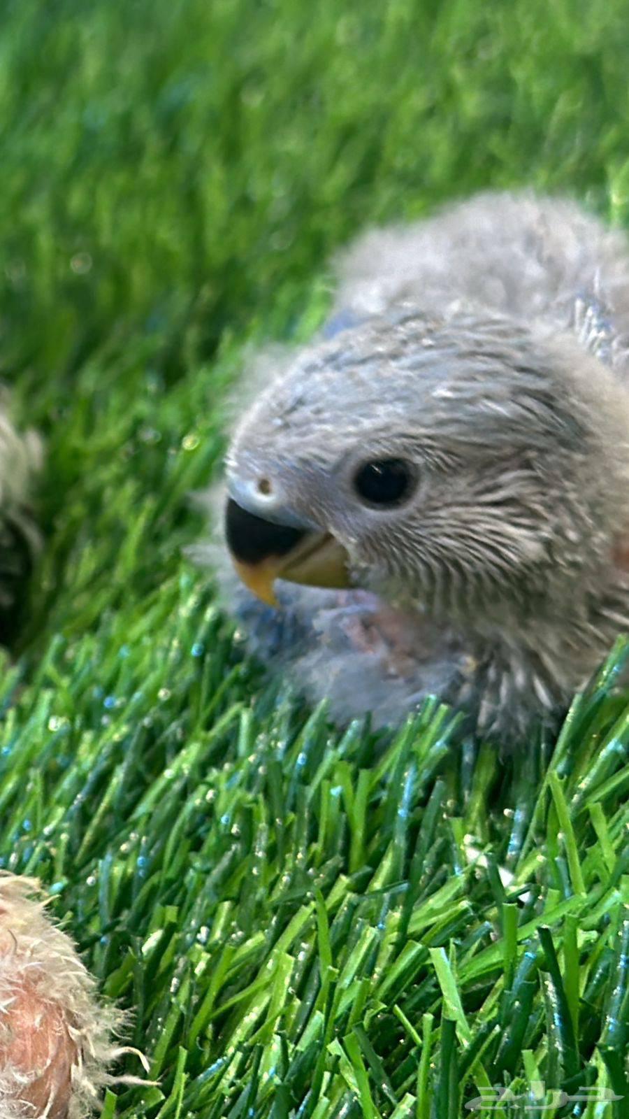 Rooster Rose and Crane (Installments Available)64452279460993110