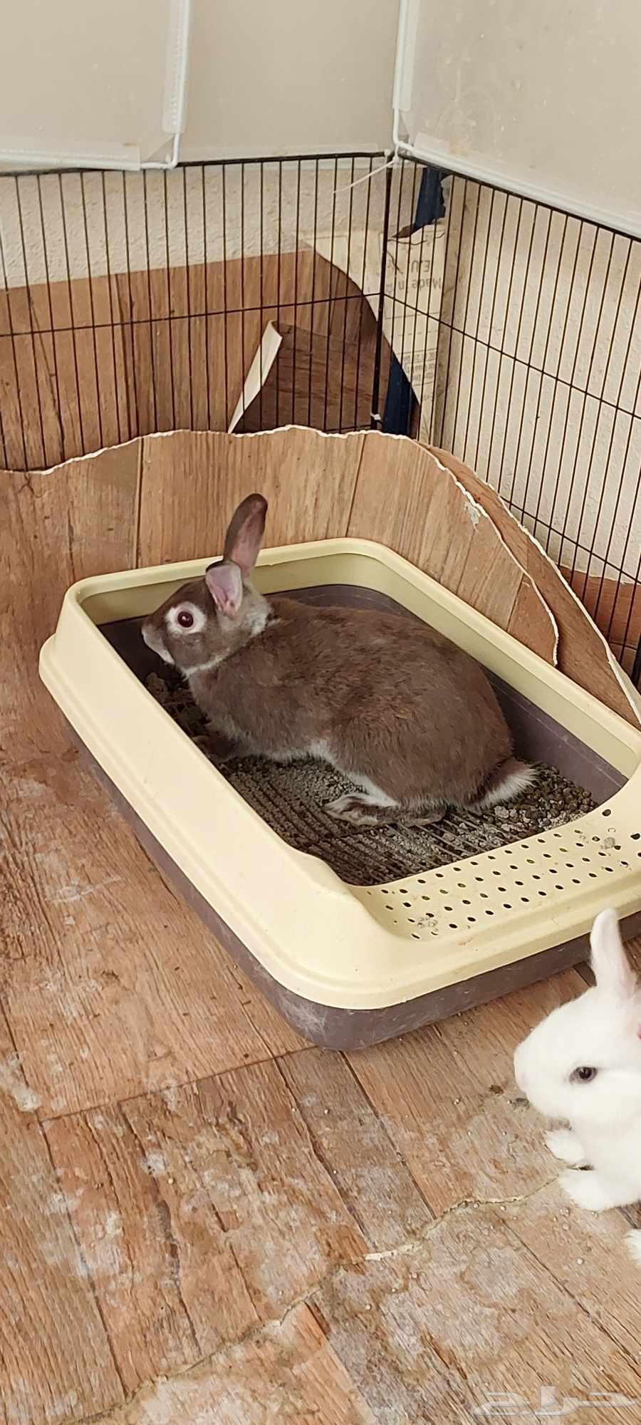 أرانب انثى نذرلاند قزمي لون نادر64452089765507110