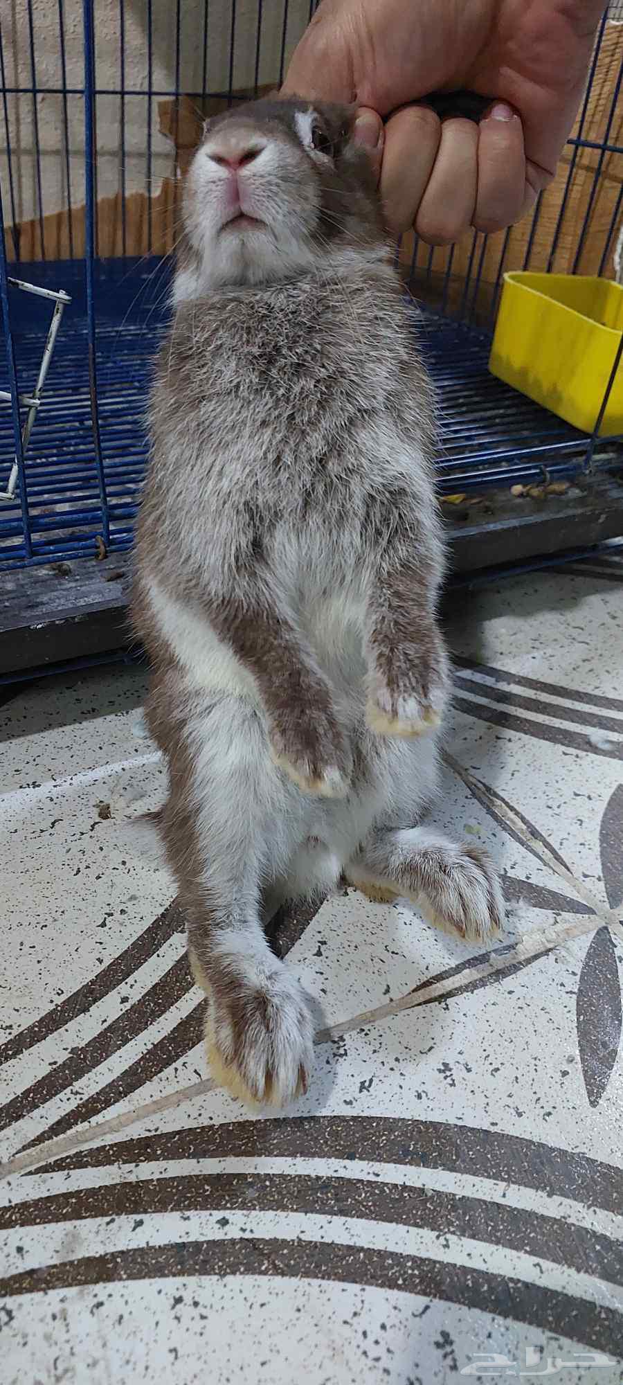 أرانب انثى نذرلاند قزمي لون نادر64452089765507111