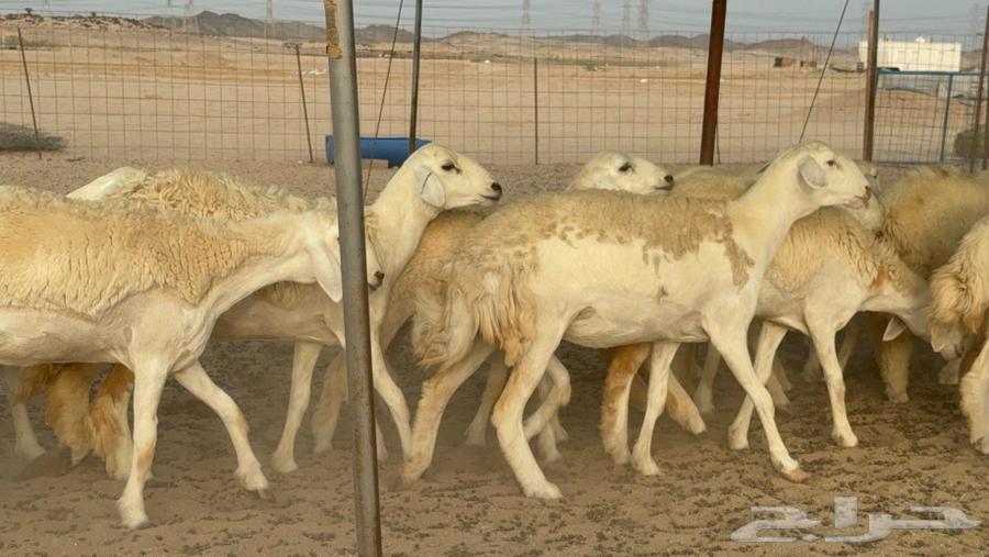 رخال حريات صنف الصنف جدعات كفو عددها 20 بالفحل64455838532226113