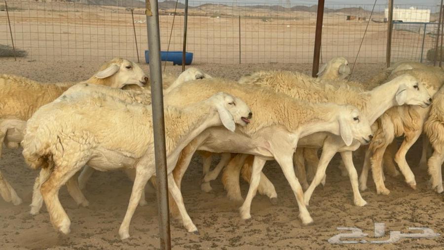 رخال حريات صنف الصنف جدعات كفو عددها 20 بالفحل64455838532226112