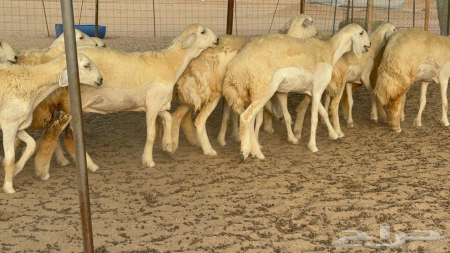 رخال حريات صنف الصنف جدعات كفو عددها 20 بالفحل64455838532226111