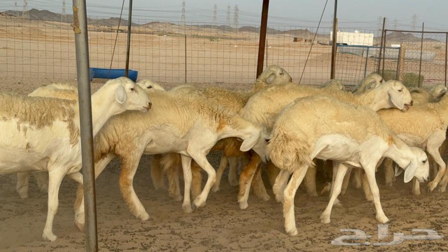 رخال حريات صنف الصنف جدعات كفو عددها 20 بالفحل64455838532226114