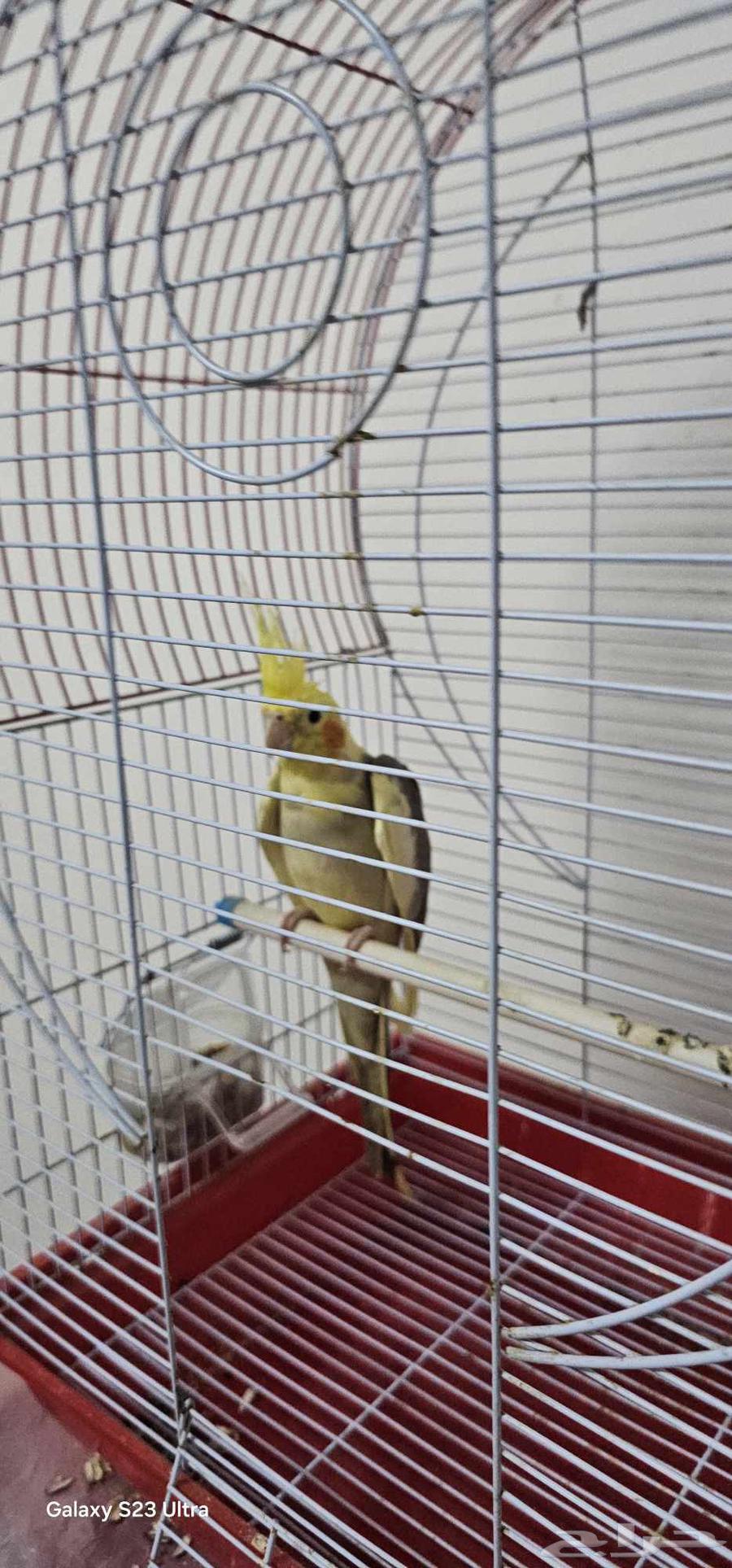 ببغاء كوكتيل للبيع جازان64451956635651112