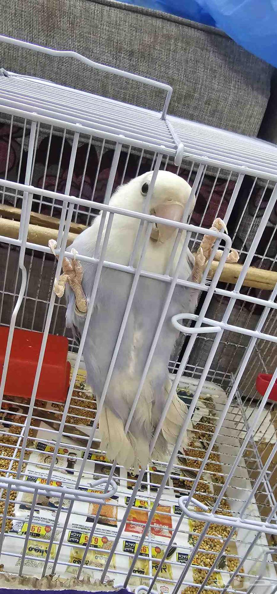 طيور للبيع64456199387267111