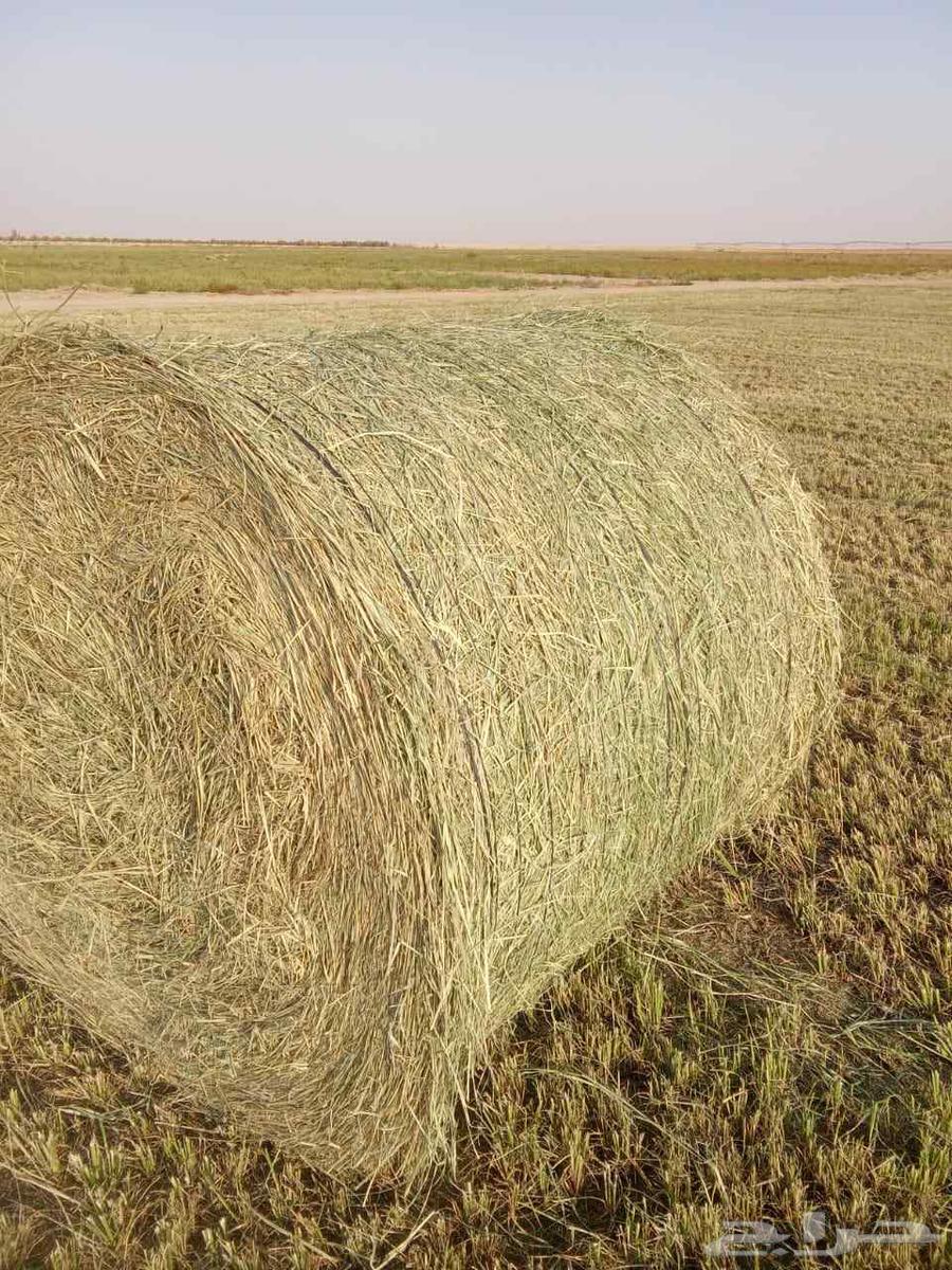 رودس طيب للبيع64450960895489110