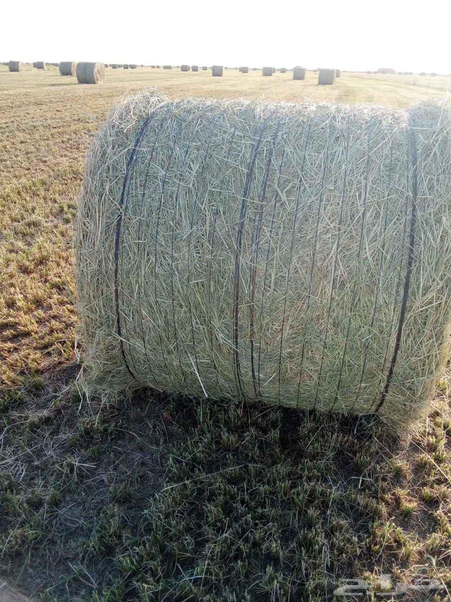 رودس طيب للبيع64450960895489111