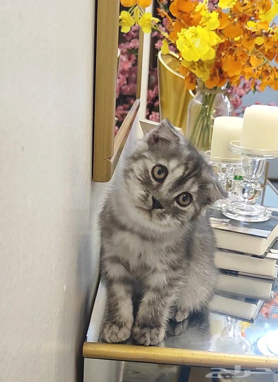Scottish Fold Kitten64450960949505114