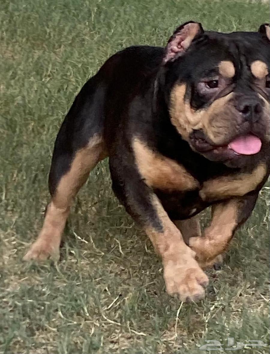 انثى امريكان بولي للبيع64452170849410111