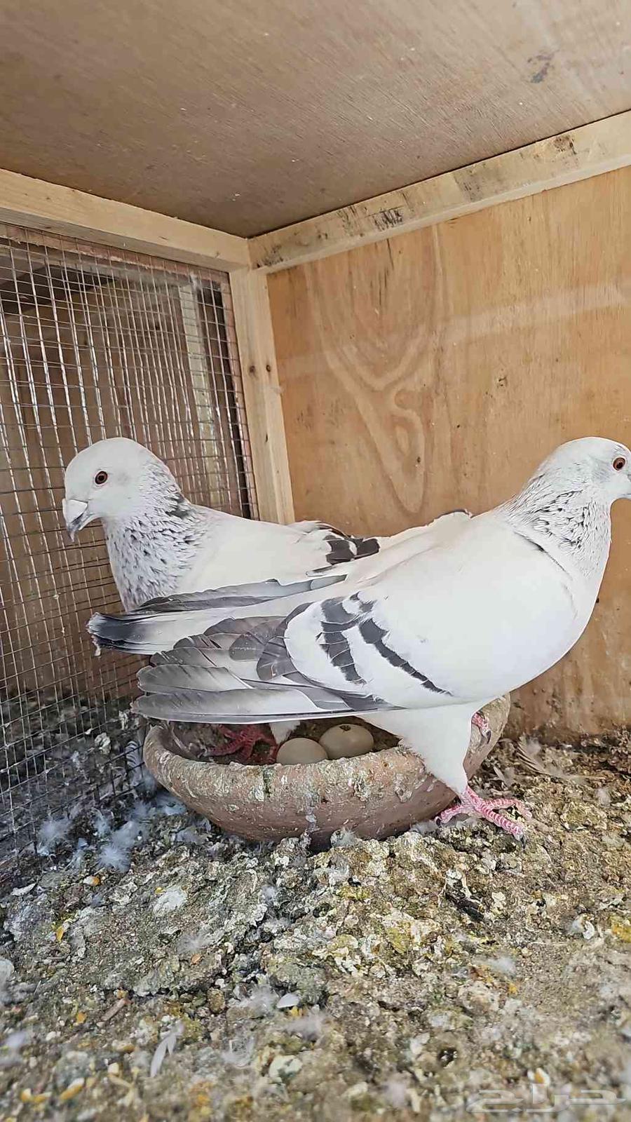 Ices Falcon Pair Bath64461186241025112