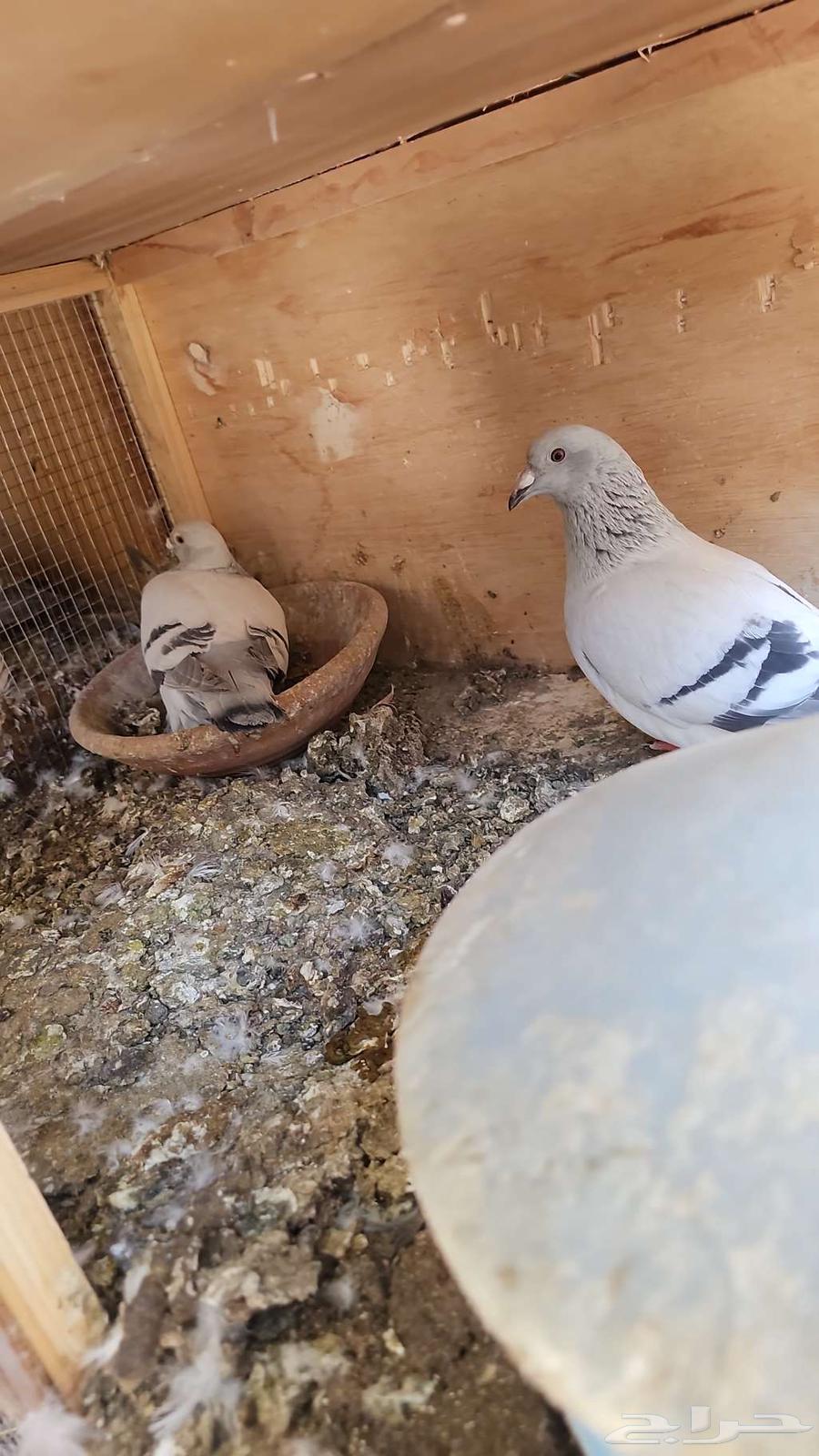 Ices Falcon Pair Bath64461186241025111