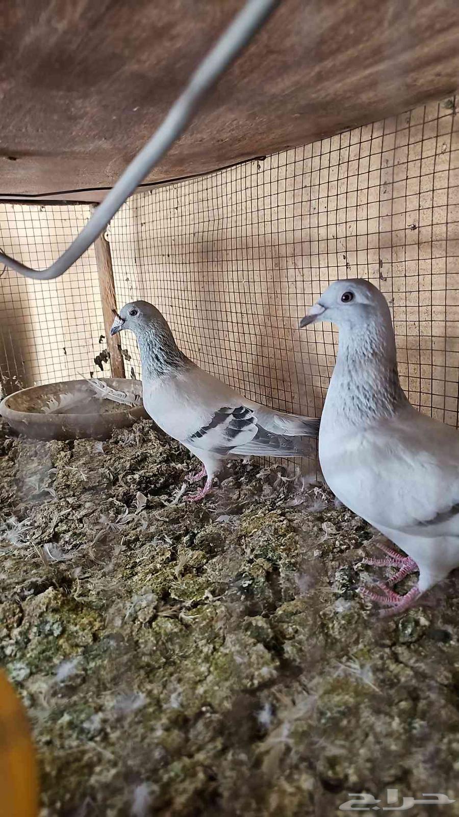 Ices Falcon Pair Bath64461186241025110