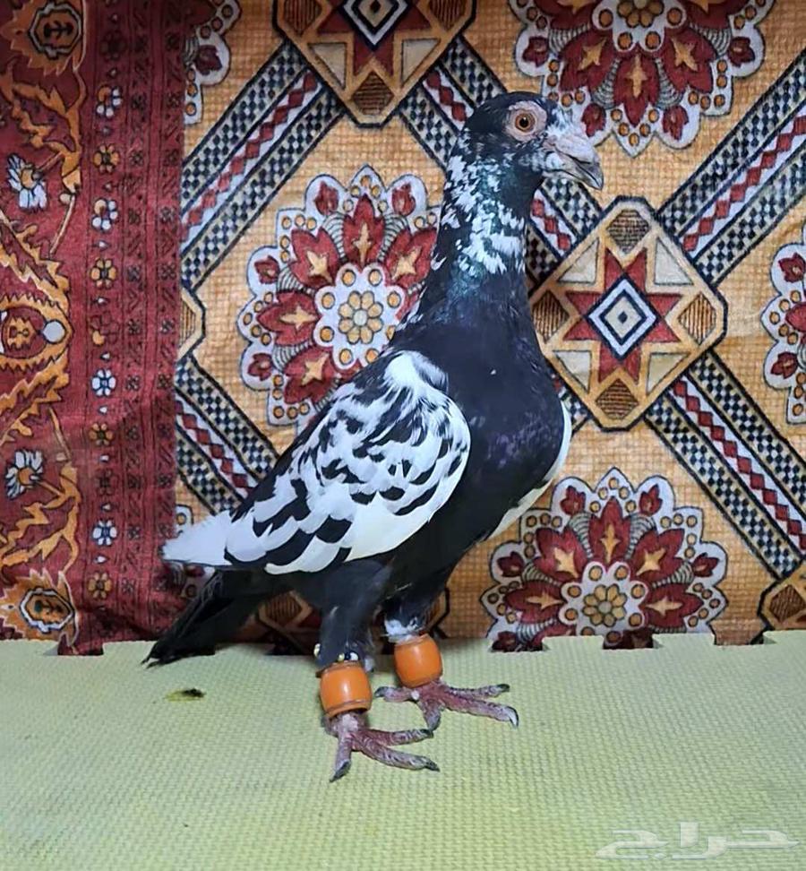 للبيع جوز كشميري64462198844931110