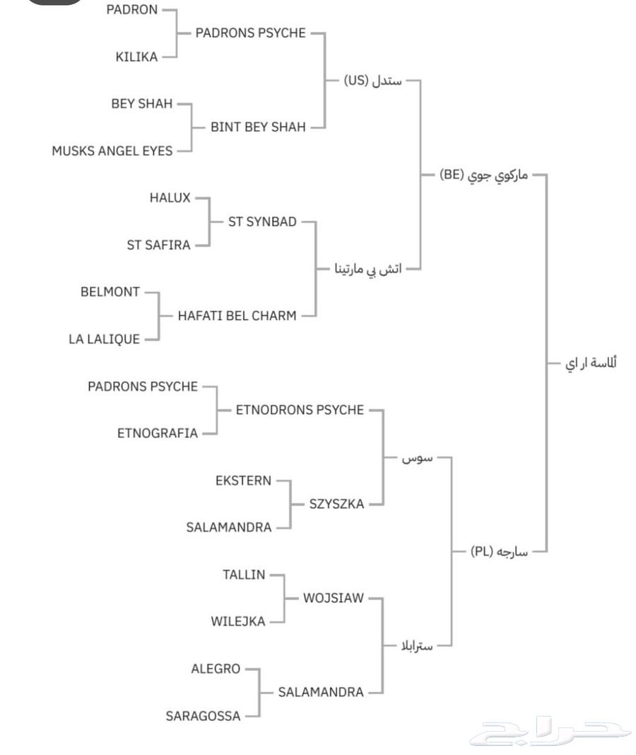 للبيع فرس دماء جمال و معسوفه ولقاح من بطل64463101831041114