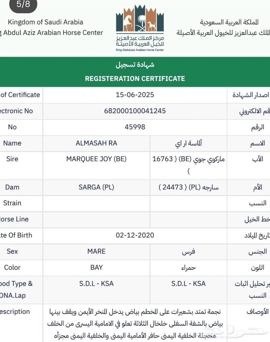 للبيع فرس دماء جمال و معسوفه ولقاح من بطل64463101831041113