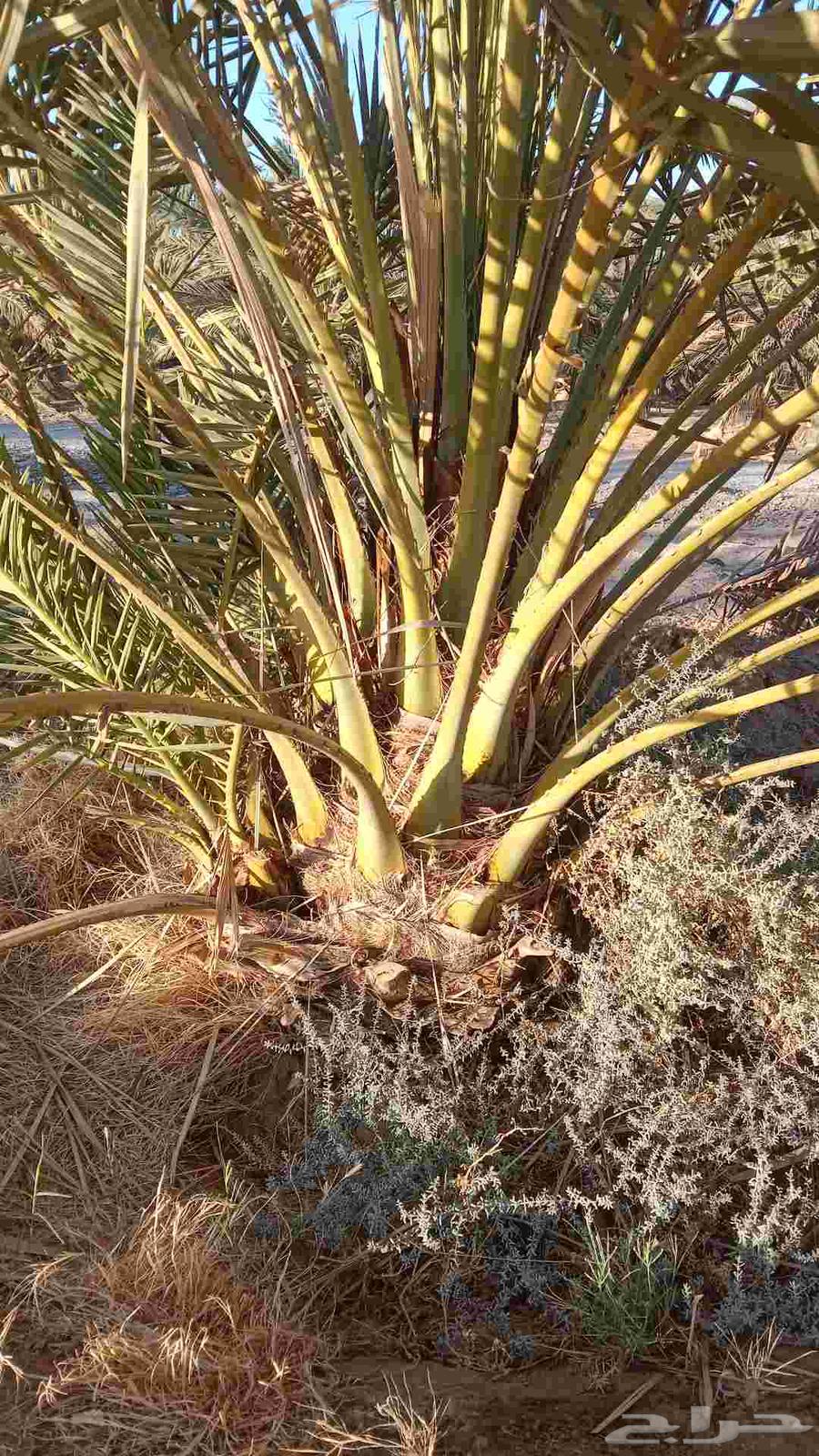 نخل للبيع بيع وشراء نخل64458734290178113