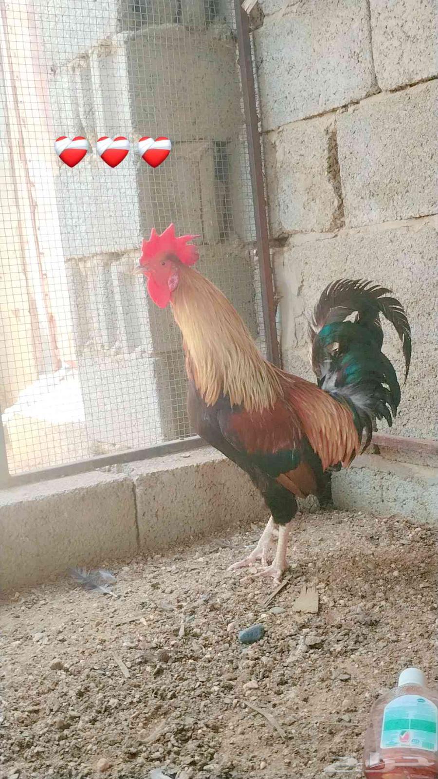 دجاج عربي أصيل   تم البيع تم البيع64459094445058113