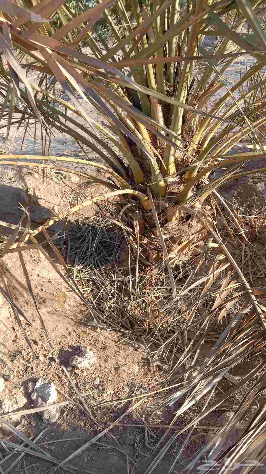 نخل للبيع بيع وشراء نخل64458734290178112