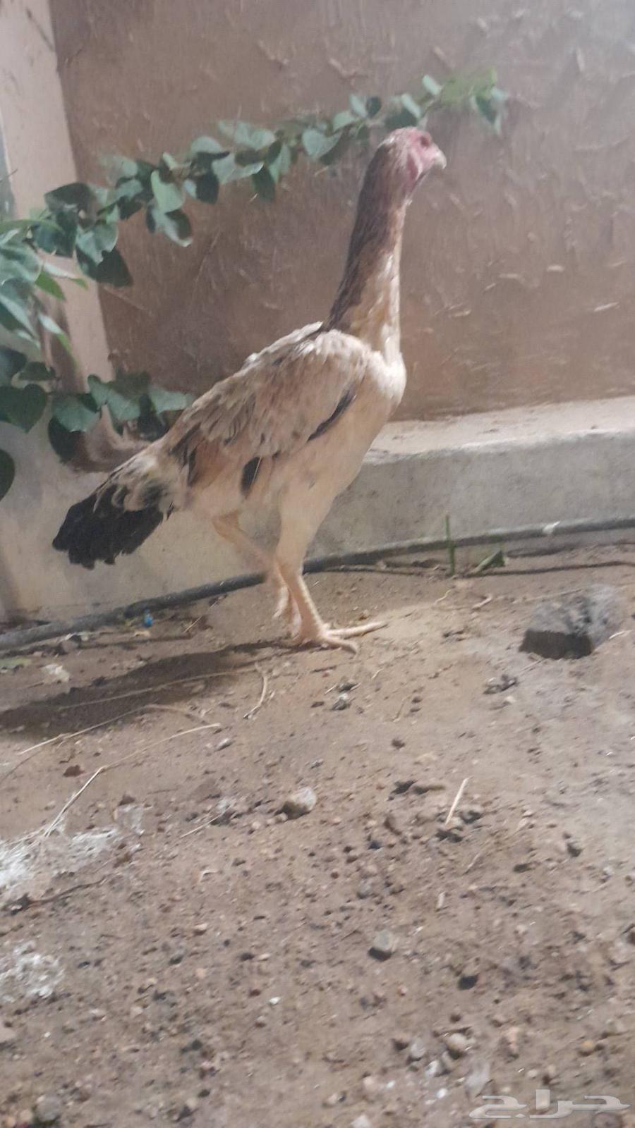 دجاجه شامو ياباني منتجه شرط64457596413699113