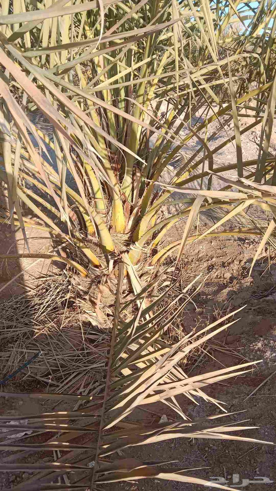 نخل للبيع بيع وشراء نخل64458734290178111