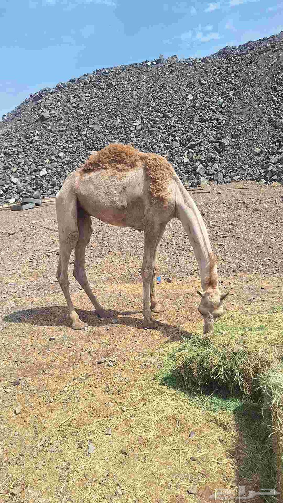 للبيع قعود طيب الي يبي قليصه64461227657346111