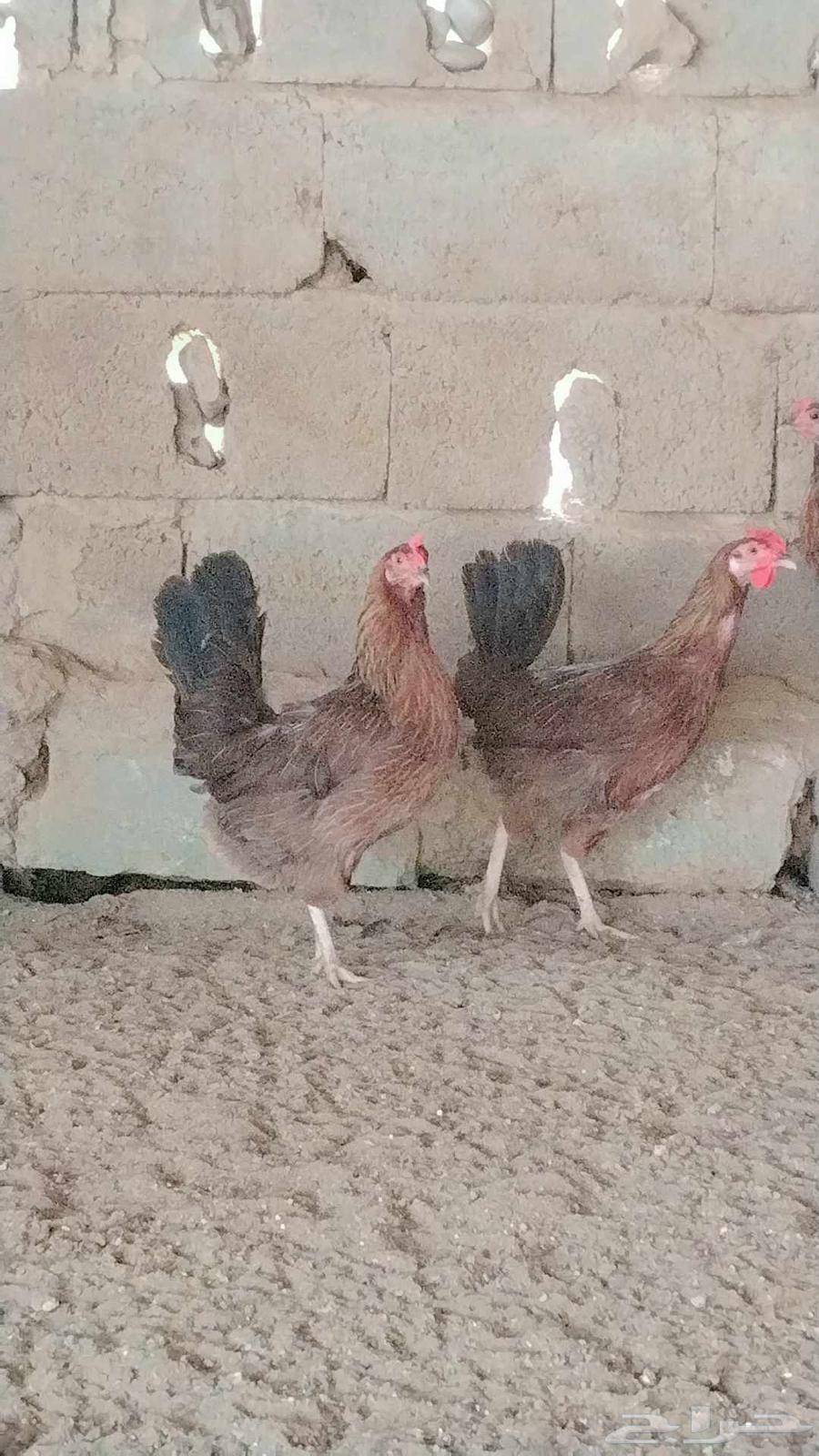 دجاج عربي أصيل   تم البيع تم البيع64459094445058111