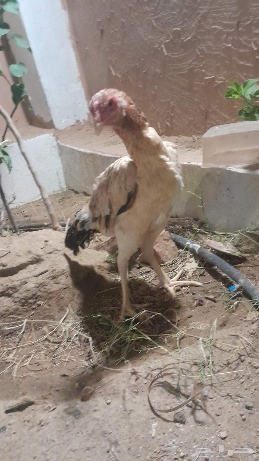 دجاجه شامو ياباني منتجه شرط64457596413699111