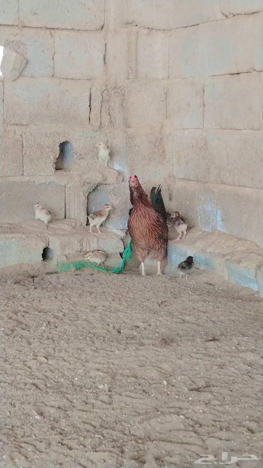 دجاج عربي أصيل   تم البيع تم البيع64459094445058110
