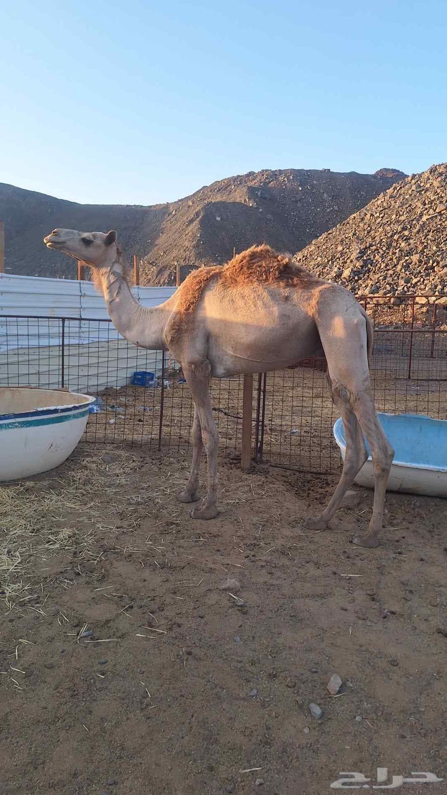 للبيع قعود طيب الي يبي قليصه64461227657346110